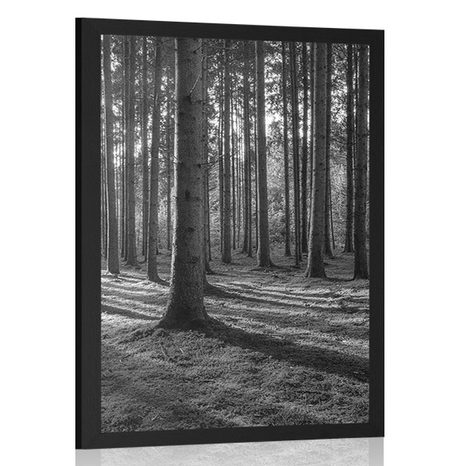 AFFICHE MATIN DANS LA FORÊT EN NOIR ET BLANC - NOIR ET BLANC - AFFICHES