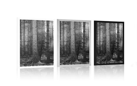 PLAKÁT TAJEMSTVÍ LESA V ČERNOBÍLÉM PROVEDENÍ - ČERNOBÍLÉ - PLAKÁTY