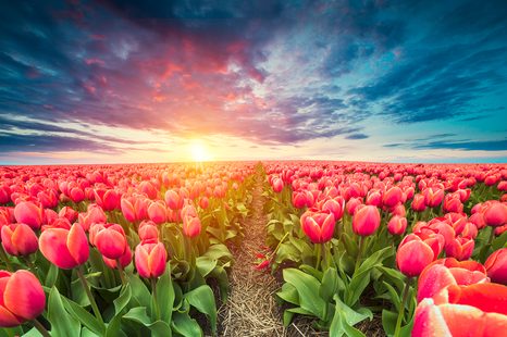 SAMOLEPÍCÍ TAPETA VÝCHOD SLUNCE NAD LOUKOU S TULIPÁNY - SAMOLEPÍCÍ TAPETY - TAPETY