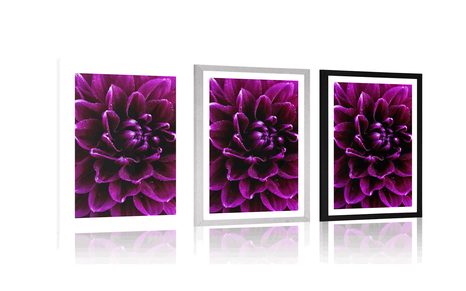 POSTER CU PASSEPARTOUT FLOARE PURPURIU-VIOLETĂ - FLORI - POSTERE