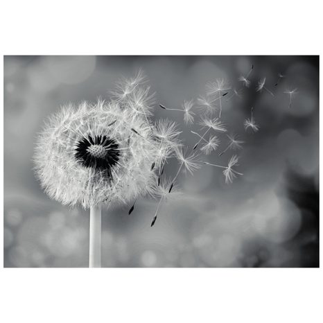 SELF ADHESIVE WALL MURAL MAGICAL BLACK AND WHITE DANDELION - SELF-ADHESIVE WALLPAPERS - WALLPAPERS