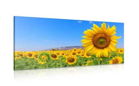 CANVAS PRINT SUNFLOWER FIELD - PICTURES - 🔥 TOTAL SALE 🔥