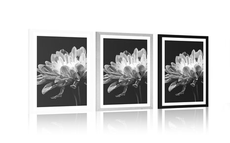 POSTER WITH MOUNT BLACK AND WHITE DAISY - BLACK AND WHITE - POSTERS
