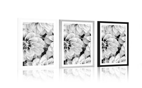 POSTER – FIORI DI DALIE IN BIANCO E NERO - FIORI - POSTER