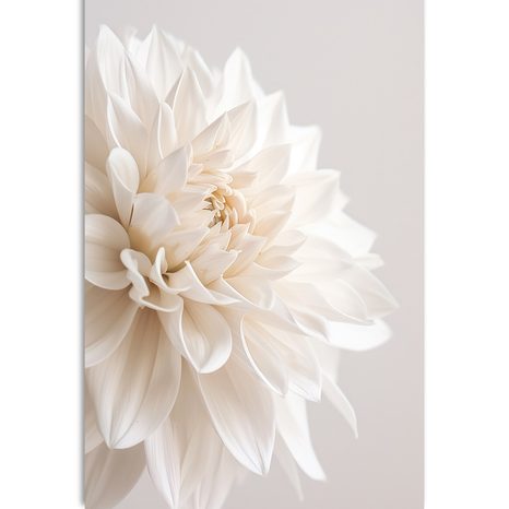 WANDBILD WEISSE BLÜTENBLÄTTER - BILDER BLUMEN - BILDER