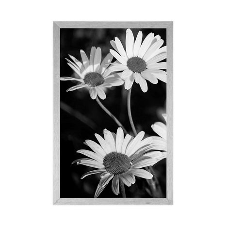 AFFICHE – MARGUERITES DANS LE JARDIN EN NOIR ET BLANC - NOIR ET BLANC - AFFICHES