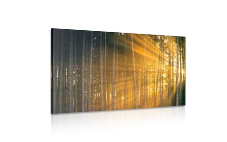 TABLOU SOARELE ÎN SPATELE COPACILOR - TABLOU NATURĂ ȘI PEISAJE NATURALE - TABLOURI