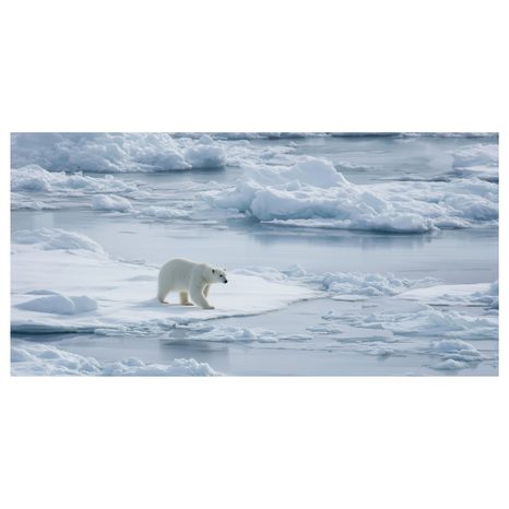 OBRAZ POLÁRNÍ MEDVĚD NA LEDOVÉ KŘE - VÁNOČNÍ A ZIMNÍ OBRAZY - PICTURES