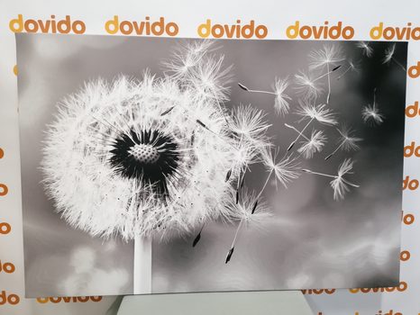 WANDBILD BEZAUBERNDER LÖWENZAHN IN SCHWARZ-WEISS - SCHWARZ-WEISSE BILDER - BILDER