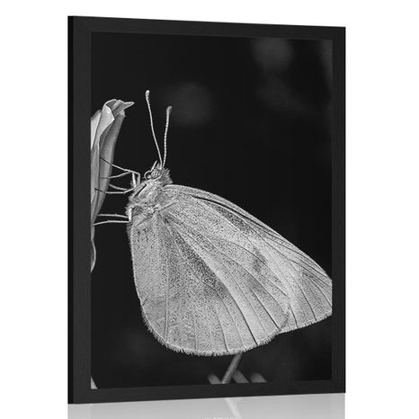 AFFICHE PAPILLON SUR UNE FLEUR - NOIR ET BLANC - AFFICHES