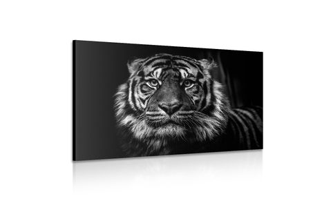WANDBILD TIGER IN SCHWARZ-WEISS - SCHWARZ-WEISSE BILDER - BILDER