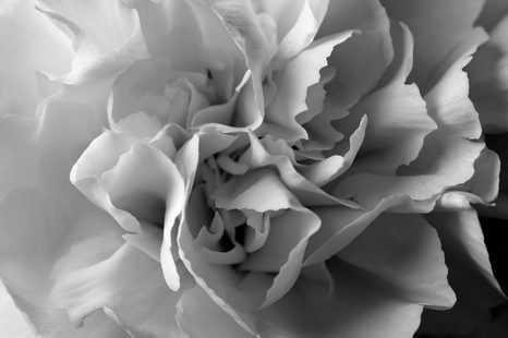 KÉP SZEKFŰ FEKETE FEHÉRBEN - FEKETE-FEHÉR KÉPEK - KÉPEK