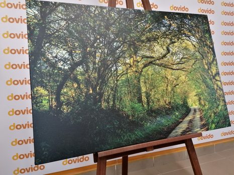 WANDBILD MÄRCHENWALD - BILDER VON NATUR UND LANDSCHAFT - BILDER