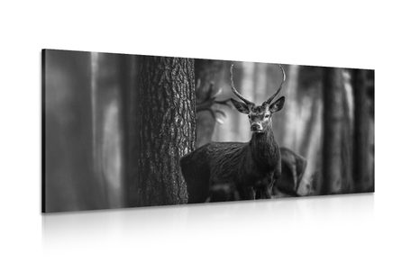 WANDBILD HIRSCH IM WALD IN SCHWARZ-WEISS - SCHWARZ-WEISSE BILDER - BILDER