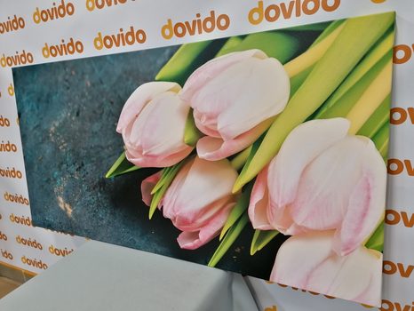 WANDBILD PASTELL ROSA TULPEN - BILDER BLUMEN - BILDER