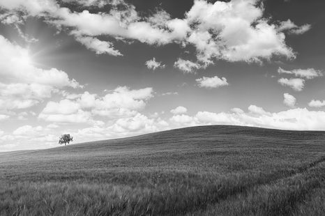 FOTOTAPETA NÁDHERNÝ DEN NA LOUCE V ČERNOBÍLÉM - ČERNOBÍLÉ TAPETY - TAPETY