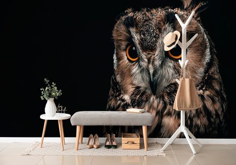 FOTOTAPETE EULE - TAPETEN MIT TIERMOTIVEN - TAPETEN