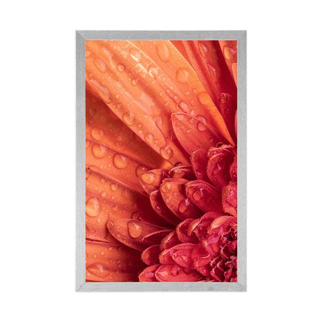 PLAKÁT ORANŽOVÁ GERBERA S KAPKAMI VODY - KVĚTINY - PLAKÁTY