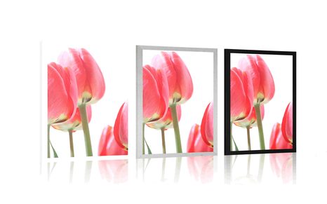 PLAKÁT ČERVENÉ POLNÍ TULIPÁNY - KVĚTINY - PLAKÁTY