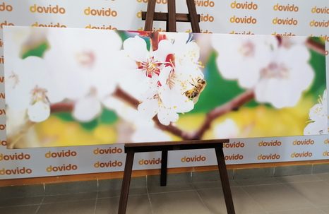 WANDBILD BAUMBLÜTEN IM FRÜHLING - BILDER BLUMEN - BILDER