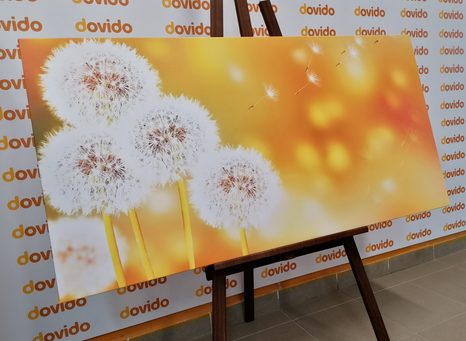 OBRAZ NADÝCHANÁ PAMPELIŠKA - OBRAZY KVĚTŮ - OBRAZY