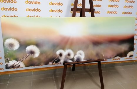 WANDBILD PANORAMA EINER BLÜHENDEN WIESE - BILDER VON NATUR UND LANDSCHAFT - BILDER