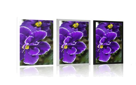 POSTER VEILCHEN - BLUMEN - POSTER