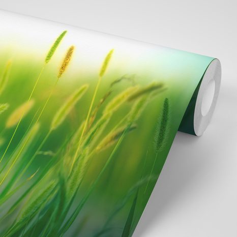 CARTA DA PARATI – STELI D'ERBA - CARTA DA PARATI NATURA - CARTA DA PARATI