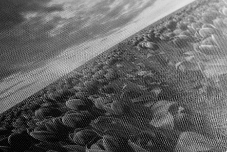 WANDBILD SONNENAUFGANG ÜBER DER WIESE MIT TULPEN IN SCHWARZ-WEISS - SCHWARZ-WEISSE BILDER - BILDER