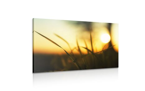 OBRAZ ZACHODZĄCE SŁOŃCE W TRAWIE - OBRAZY PRZYRODY I KRAJOBRAZY - OBRAZY