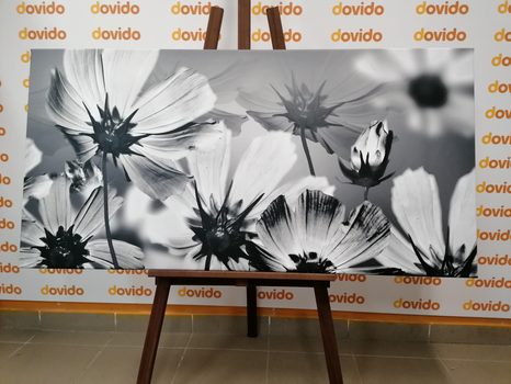 OBRAZ ZAHRADNÍ KVĚTINY V ČERNOBÍLÉM PROVEDENÍ - ČERNOBÍLÉ OBRAZY - OBRAZY