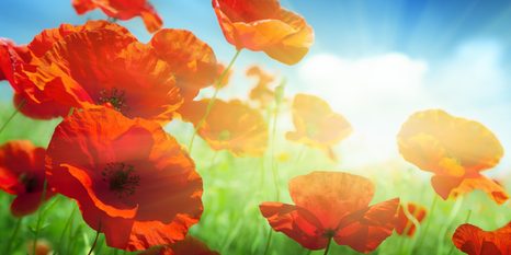 TABLOU MAC SĂLBATIC PE PAJIȘTE - TABLOU FLORI - TABLOURI