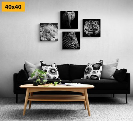 ΣΕΤ ΕΙΚΌΝΩΝ ΜΕ ΆΓΡΙΑ ​ΖΏΑ ΣΕ ΑΣΠΡΌΜΑΥΡΟ ΣΧΈΔΙΟ - ΣΎΝΟΛΟ ΠΊΝΑΚΕΣ - ΠΊΝΑΚΕΣ