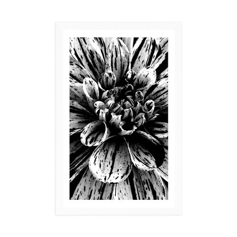 AFFICHE AVEC PASSE-PARTOUT – DAHLIA EXOTIQUE EN NOIR ET BLANC - NOIR ET BLANC - AFFICHES