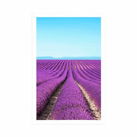 POSTER ENDLOSES LAVENDELFELD - NATUR - POSTER