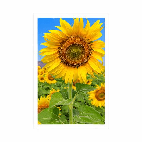 PLAKAT POLJE SUNCOKRETA - CVIJEĆE - PLAKATI