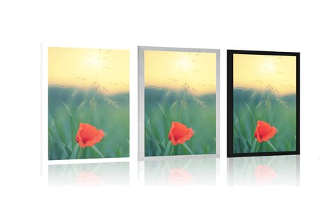 POSTER MOHNBLUME IM GRAS - BLUMEN - POSTER