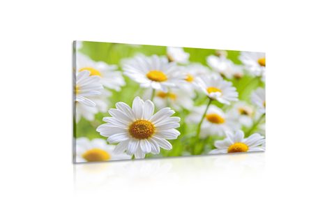 OBRAZ JARNÍ LOUKA PLNÁ KVĚTIN - OBRAZY KVĚTŮ - OBRAZY