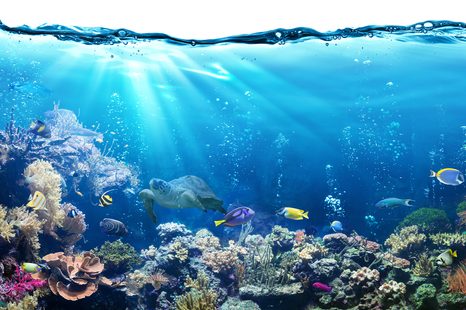 TAPETE TROPISCHE FISCHE - TAPETEN MIT TIERMOTIVEN - TAPETEN