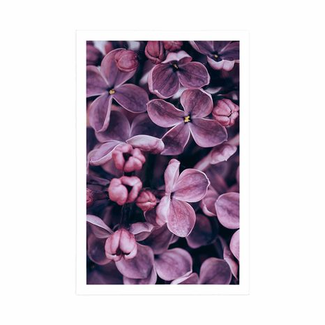 PLAKÁT FIALOVÉ KVĚTY ŠEŘÍKU - KVĚTINY - PLAKÁTY