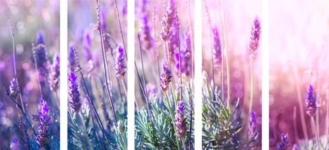 TABLOU 5-PIESE FLORI MAGICE DE LAVANDĂ - TABLOU FLORI - TABLOURI