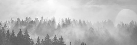 WANDBILD NEBEL ÜBER DEM WALD IN SCHWARZ-WEISS - SCHWARZ-WEISSE BILDER - BILDER