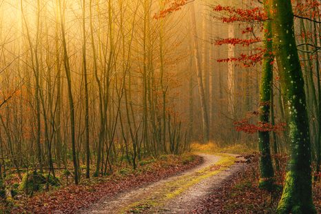 КАРТИНА НА ПЛАТНО – ПЪТЕЧКА КЪМ ГОРАТА - КАРТИНИ НА ПРИРОДАТА И ПЕЙЗАЖИ - КАРТИНИ