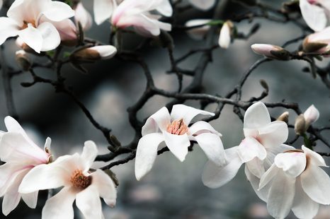 ΕΙΚΌΝΑ ΜΙΑΣ ΞΎΠΝΙΑΣ ΜΑΝΌΛΙΑΣ - ΠΊΝΑΚΕΣ ΑΠΌ ΛΟΥΛΟΎΔΙΑ - ΠΊΝΑΚΕΣ