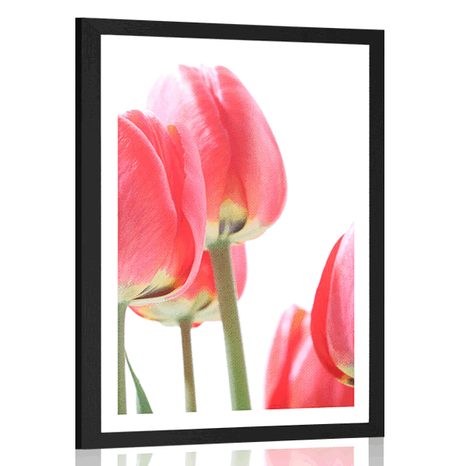 POSTER MIT PASSEPARTOUT ROTE FELDTULPEN - BLUMEN - POSTER