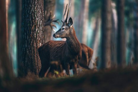 SLIKA JELEN V BOROVEM GOZDU - SLIKE ŽIVALI - SLIKE