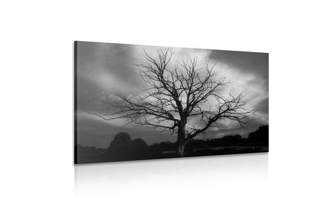 OBRAZ ČERNOBÍLÝ STROM NA LOUCE - ČERNOBÍLÉ OBRAZY - OBRAZY