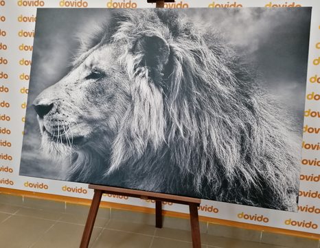 КАРТИНА НА ПЛАТНО – АФРИКАНСКИ ЛЪВ В ЧЕРНО-БЯЛ ВАРИАНТ - ЧЕРНО-БЕЛИ КАРТИНИ - КАРТИНИ
