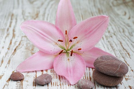 WALL MURAL PINK LILY AND ZEN STONES - WALLPAPERS FENG SHUI - WALLPAPERS