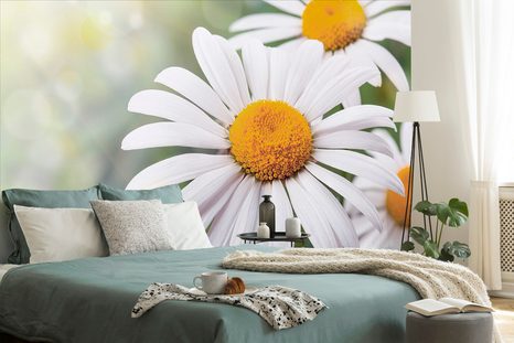 FOTOTAPETE MARGERITEN-BLÜTEN - TAPETEN MIT BLUMENMOTIVEN - TAPETEN